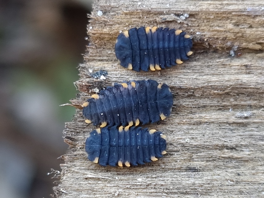 Endomychus coccineus - négypettyes álböde