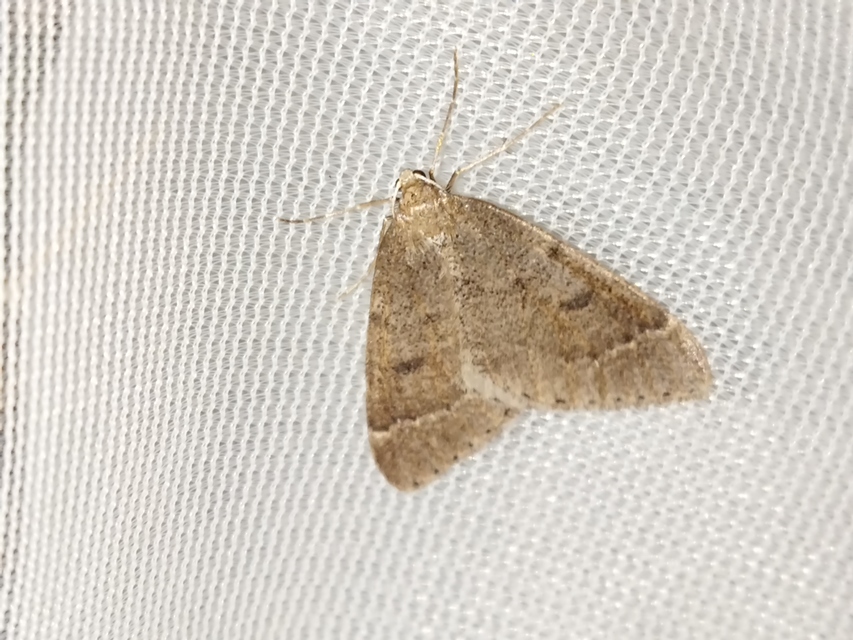 Theria rupicapraria - tavaszi kökényaraszoló