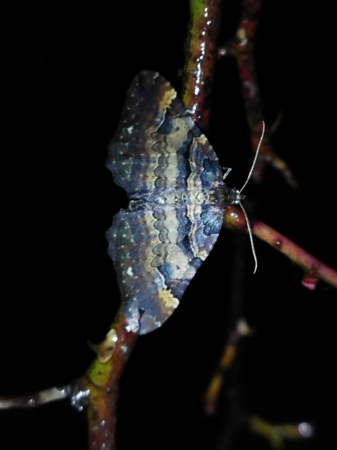 Earophila badiata - csipkerózsa-araszoló