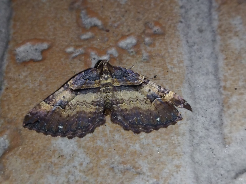 Earophila badiata - csipkerózsa-araszoló