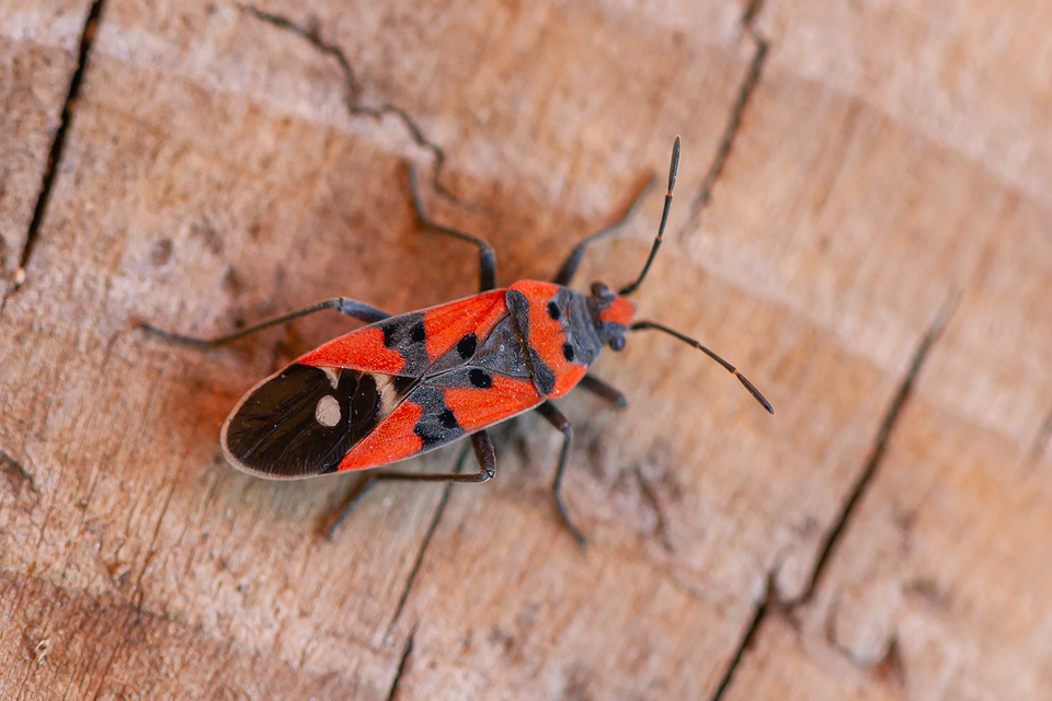 Lygaeus equestris/simulans