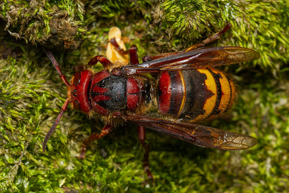 Vespa crabro - lódarázs