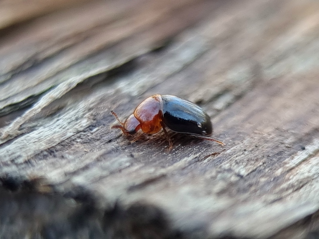 Agathidium nigripenne - piros-fekete gombabogárka