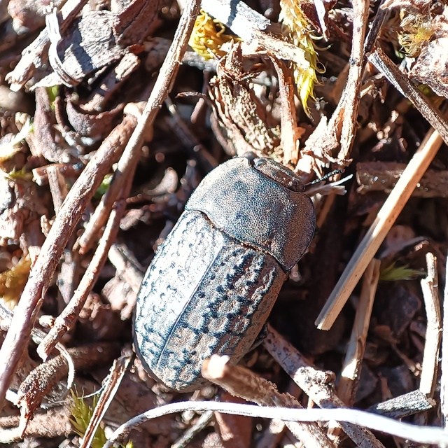 Opatrum sabulosum - sároshátú gyászbogár