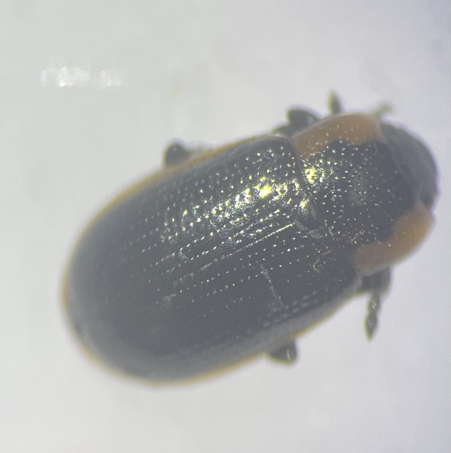 Prasocuris marginella - szegélyes boglárkalevelész