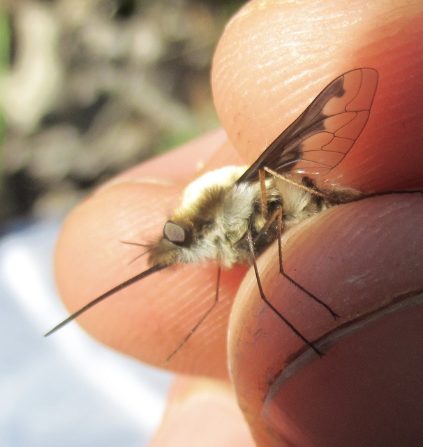 Bombylius major - szegélyes pöszörlégy