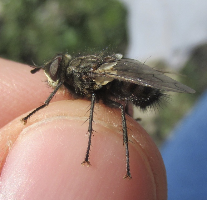 Ernestia puparum