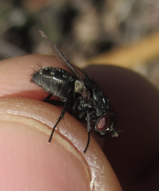 Muscina levida