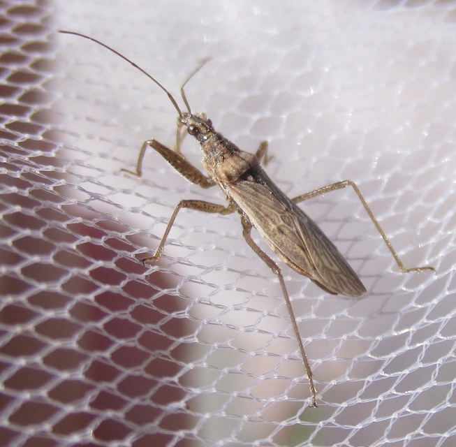 Nabis