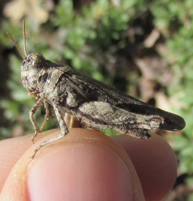 Acrotylus insubricus - önbeásósáska