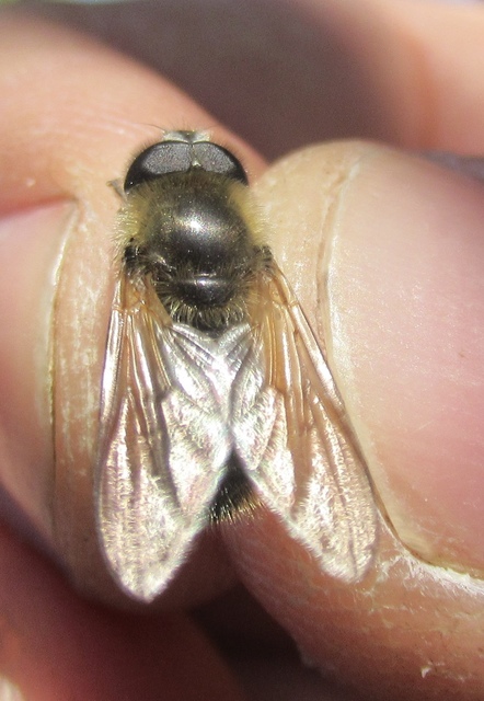 Cheilosia grossa - kecskefűz bronzlégy