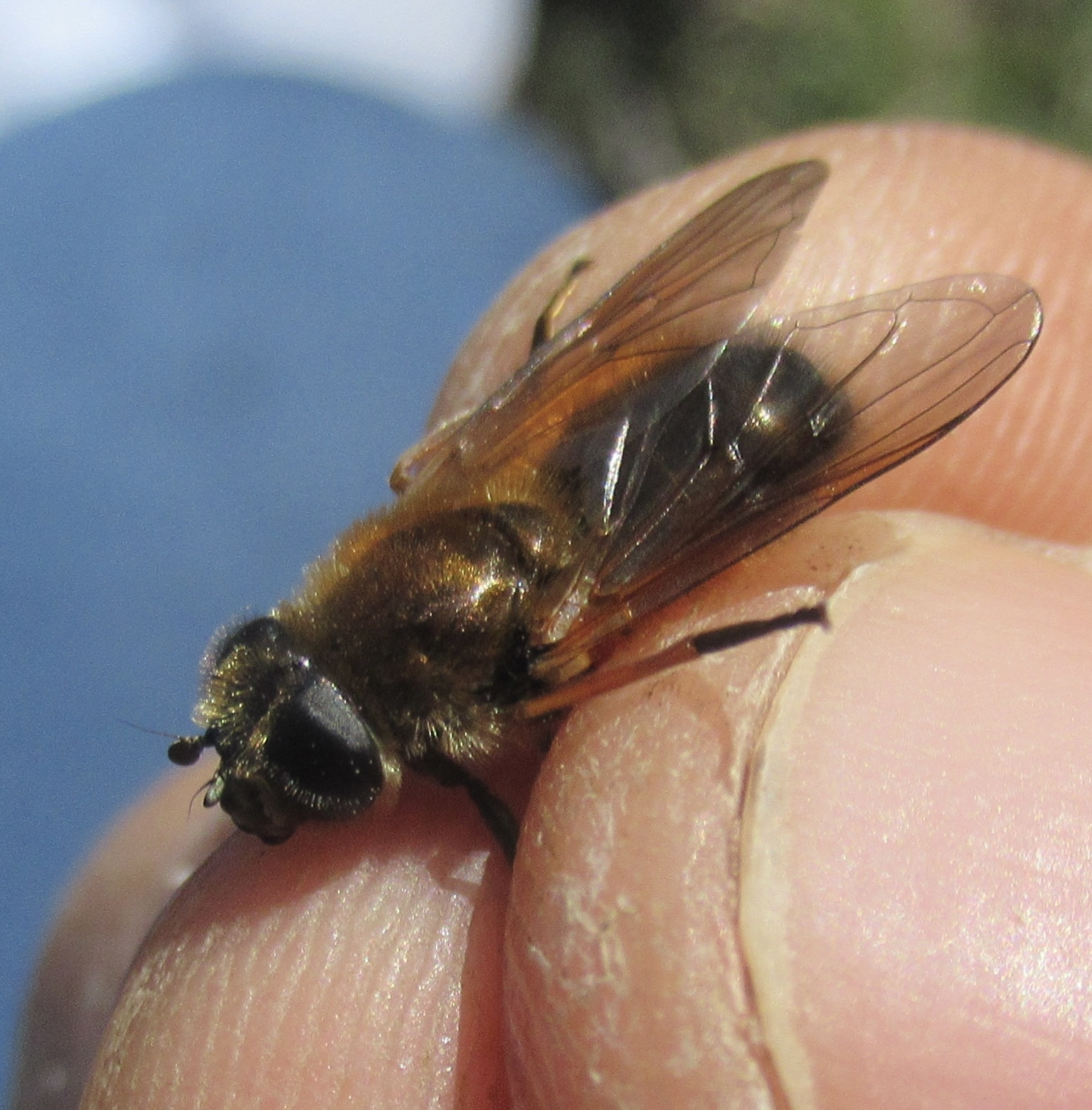Cheilosia grossa - kecskefűz bronzlégy