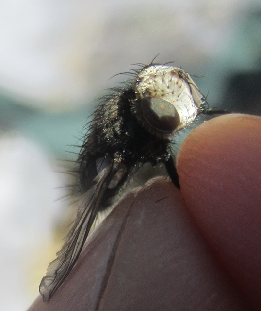 Gonia picea