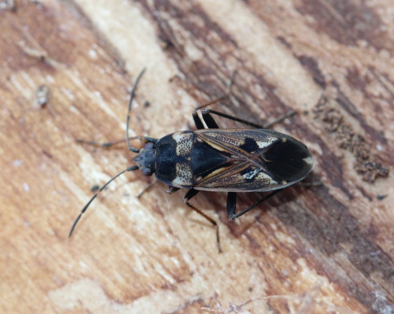 Rhyparochromus vulgaris - közönséges díszesbodobács