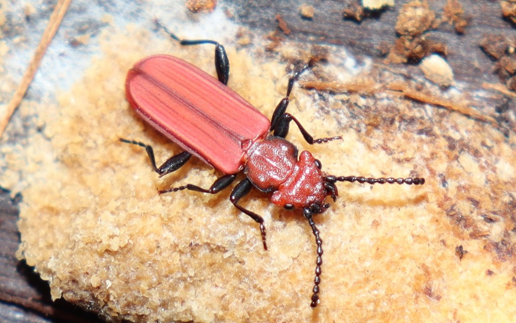 Cucujus cinnaberinus - skarlátbogár