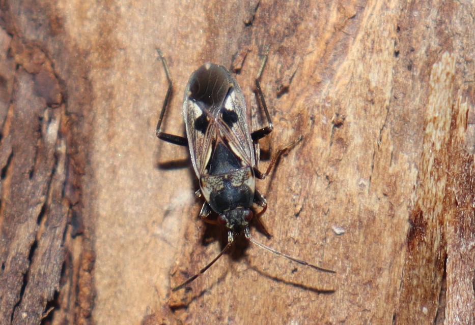Rhyparochromus vulgaris - közönséges díszesbodobács