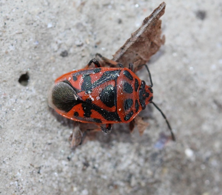 Eurydema ornata - díszespoloska