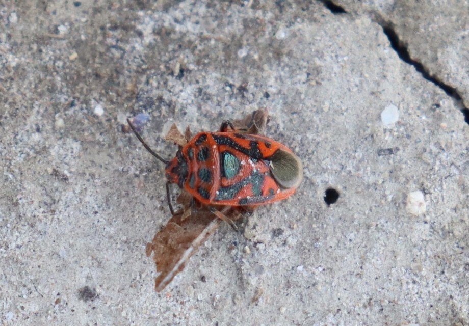 Eurydema ornata - díszespoloska