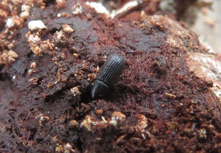 Brachytemnus porcatus - négyzetestorú szúormányos