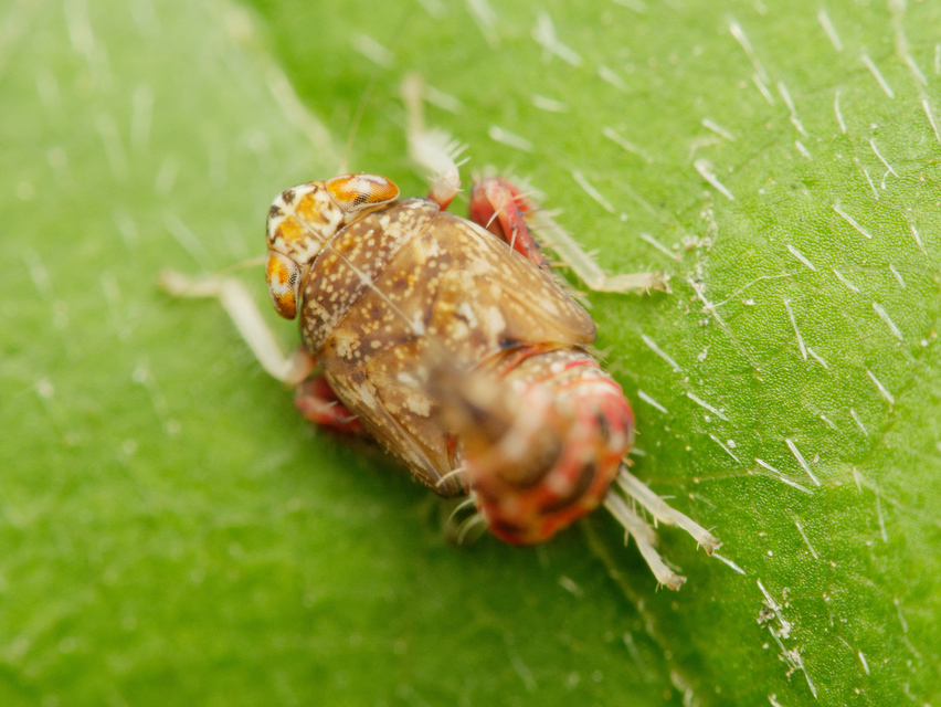 Orientus ishidae