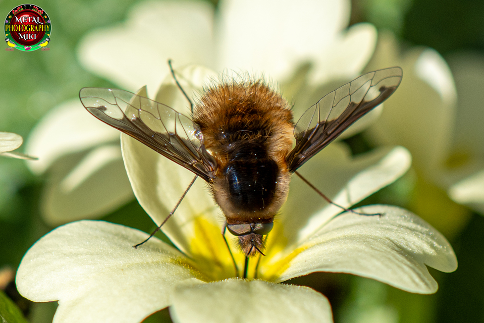 Bombylius major - szegélyes pöszörlégy