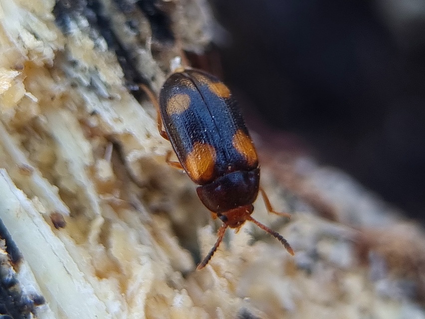 Mycetophagus quadripustulatus - négyfoltos gombabogár