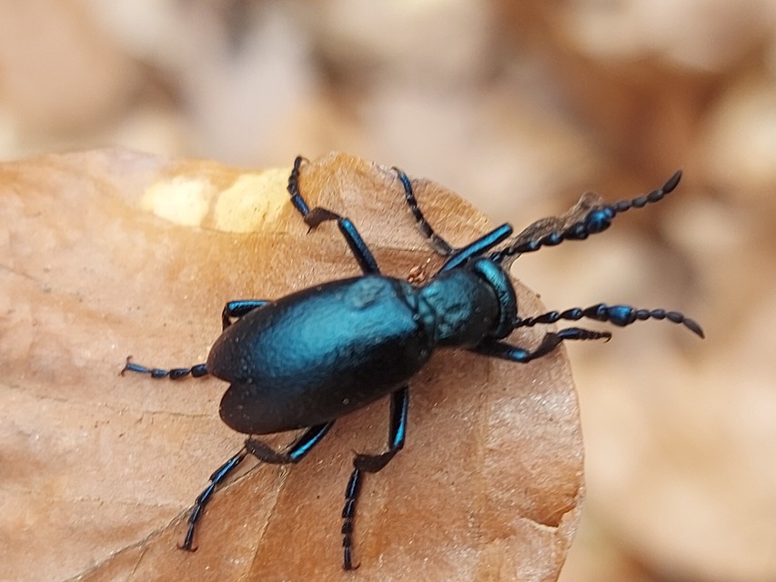 Meloe violaceus - kék nünüke