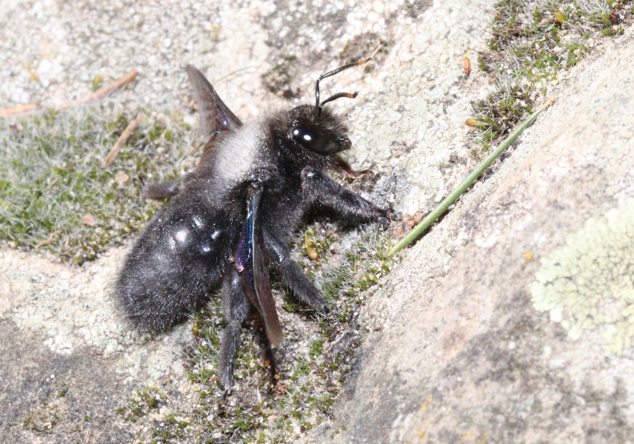 Xylocopa violacea - kék fadongó