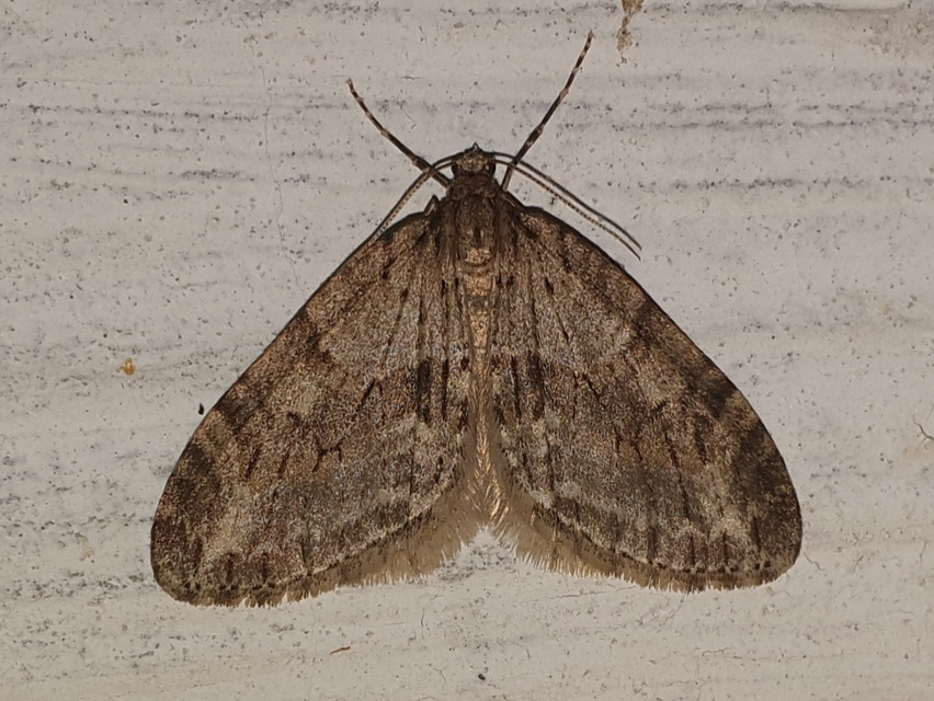 Trichopteryx polycommata - kőrisfa-lebenyesaraszoló