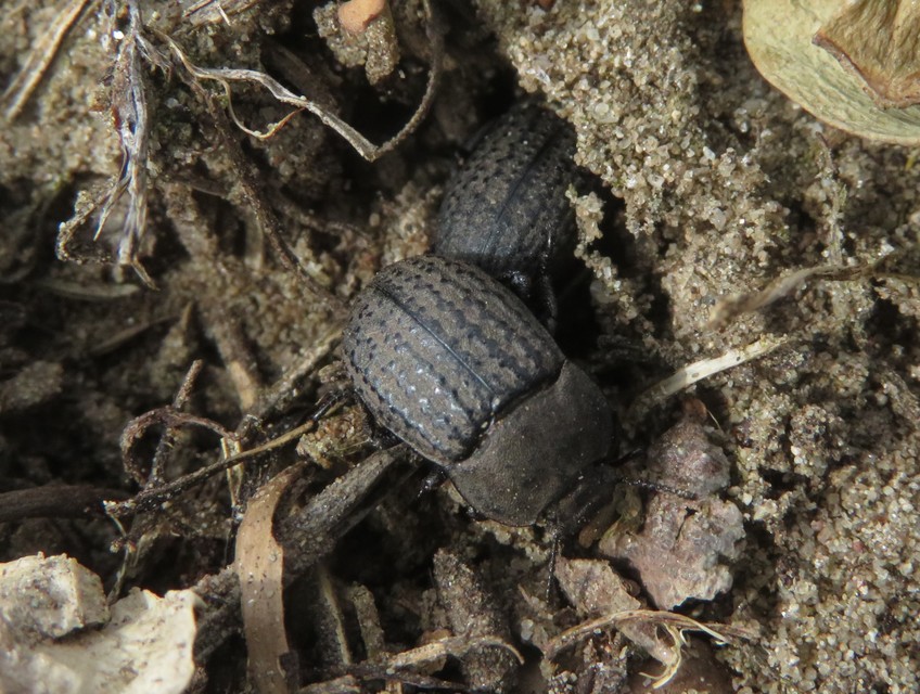 Opatrum sabulosum - sároshátú gyászbogár