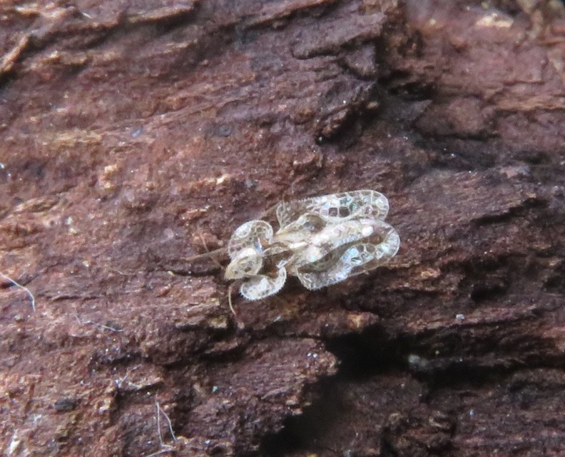 Corythucha arcuata - tölgy-csipkéspoloska