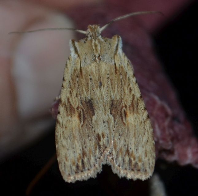 Lithophane socia - barna fabagoly