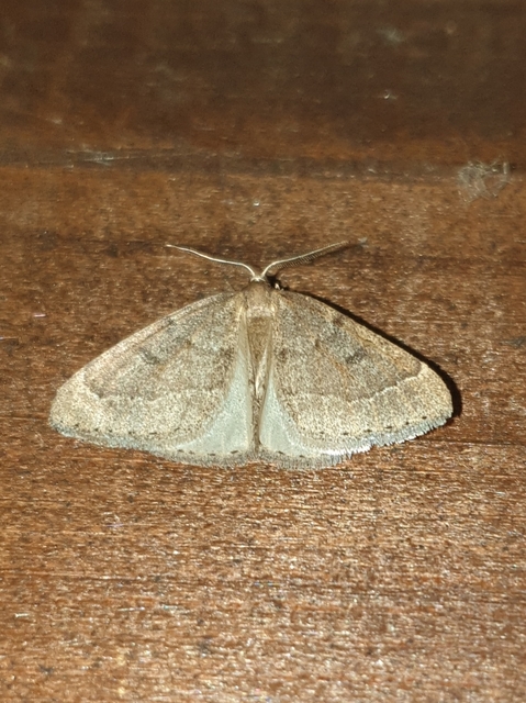 Theria rupicapraria - tavaszi kökényaraszoló