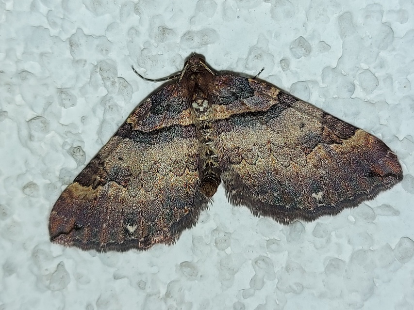 Earophila badiata - csipkerózsa-araszoló