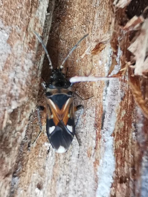 Raglius alboacuminatus - tarka díszesbodobács
