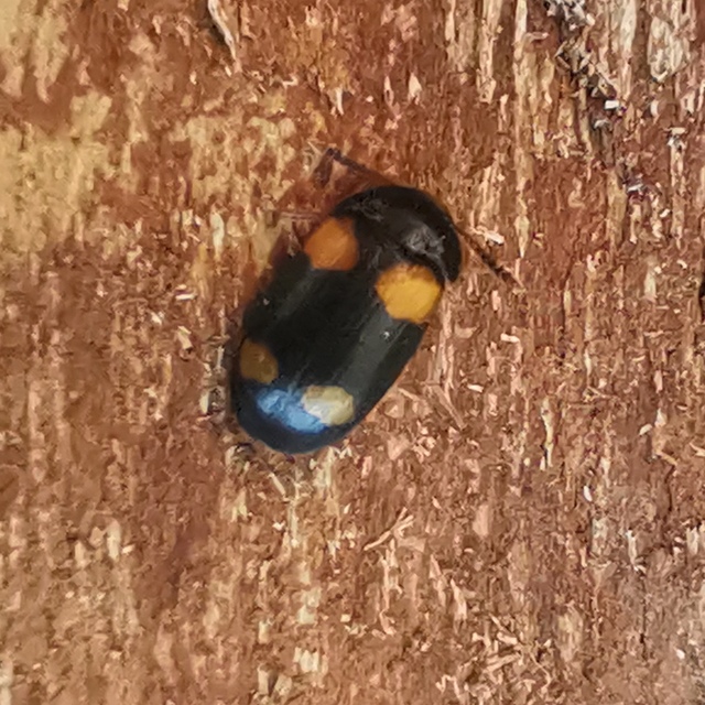 Mycetophagus quadripustulatus - négyfoltos gombabogár
