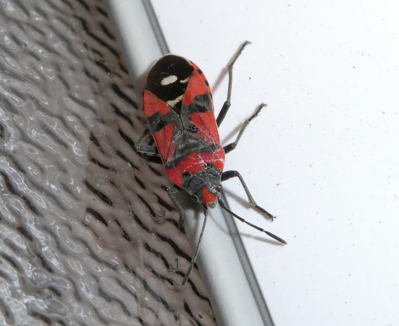 Lygaeus equestris - közönséges lovagbodobács