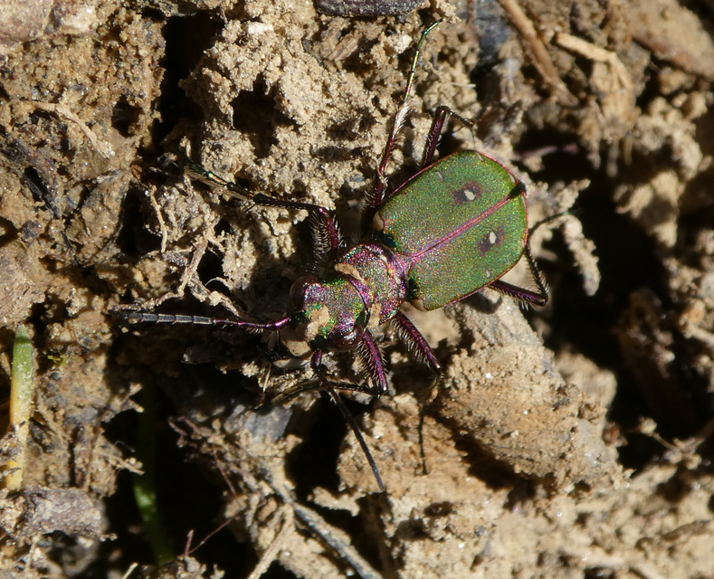 Cicindela campestris - mezei homokfutrinka