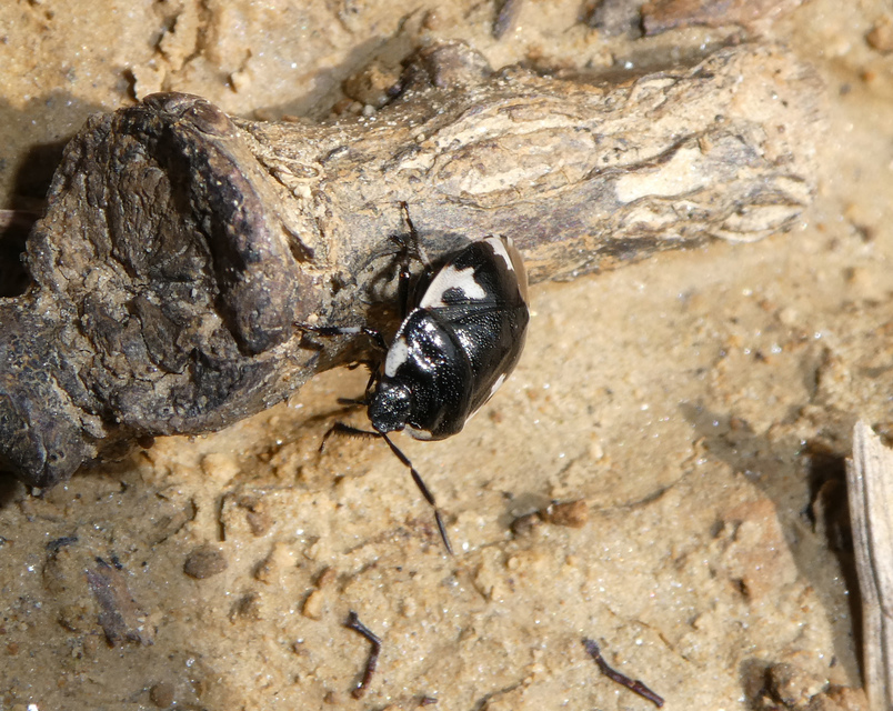 Tritomegas bicolor - foltos földipoloska