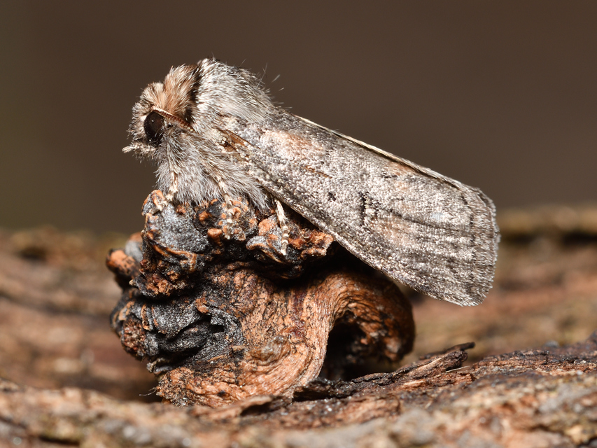 Asphalia ruficollis - vörösnyakú pihésszövő
