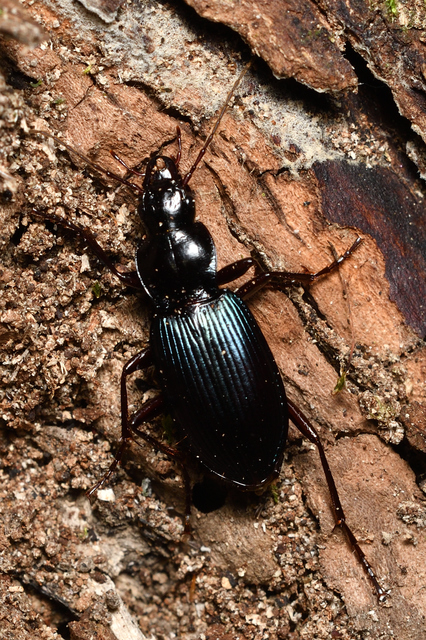 Laemostenus terricola - kék pincefutó
