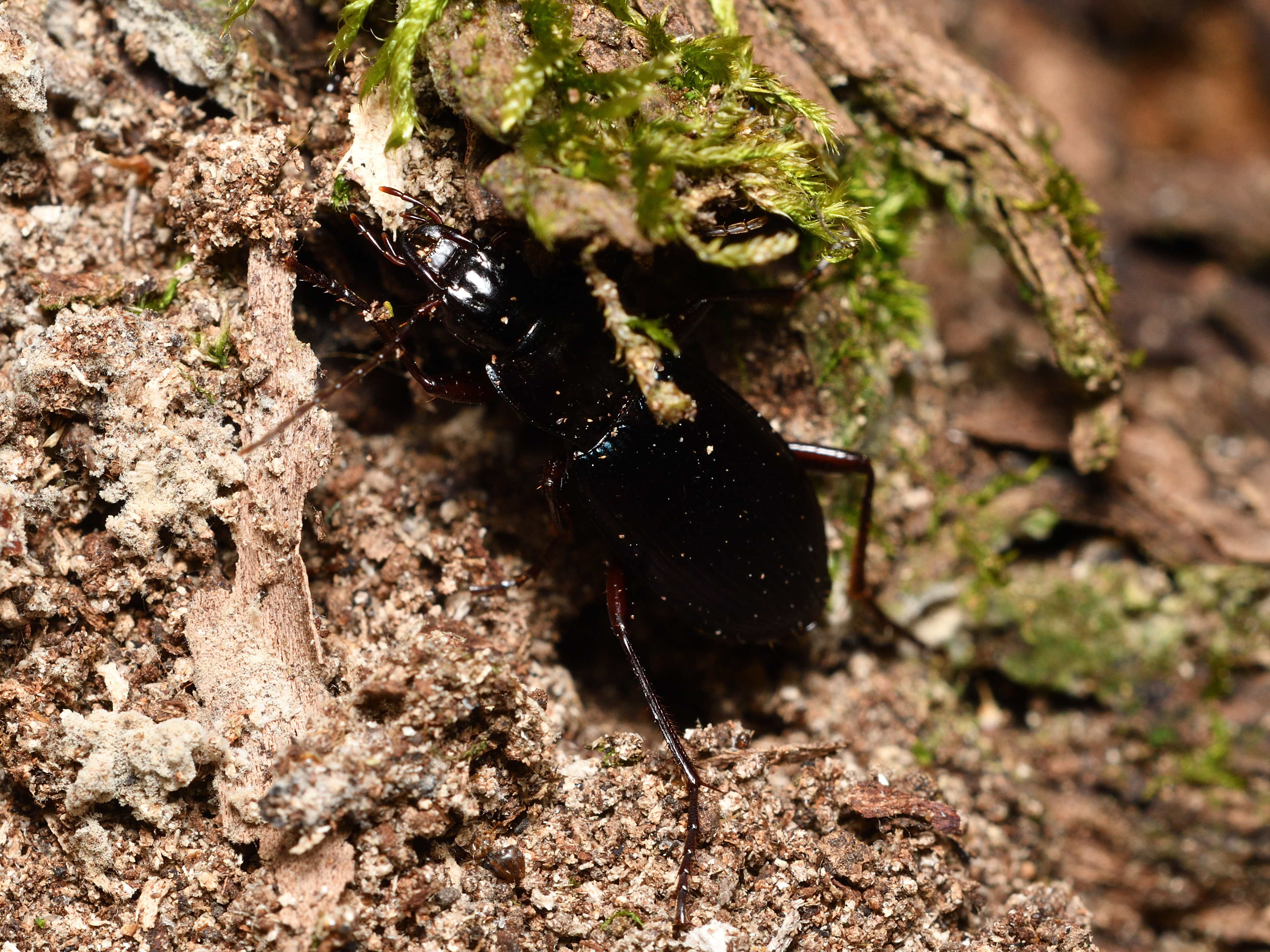 Laemostenus terricola - kék pincefutó