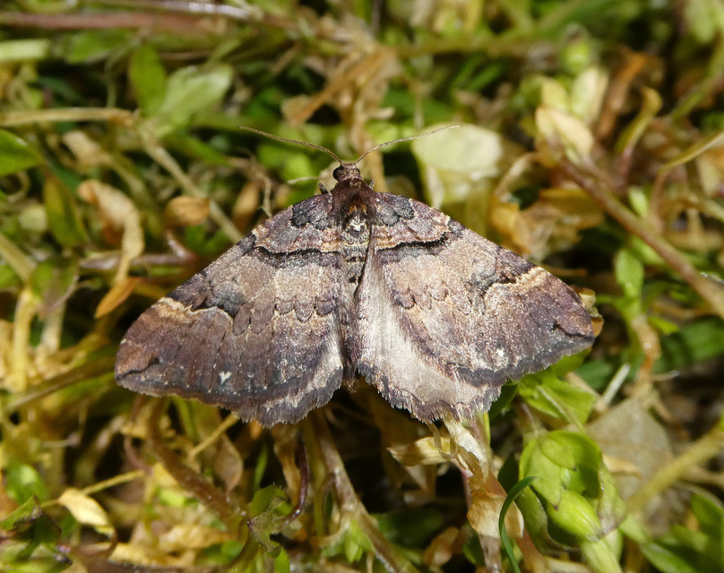 Earophila badiata - csipkerózsa-araszoló