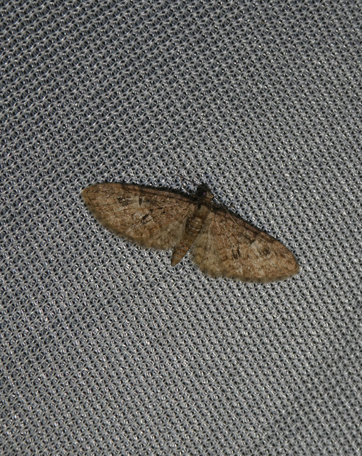 Eupithecia abbreviata - korai törpearaszoló