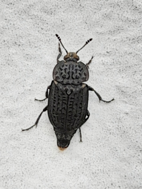 Thanatophilus rugosus - ripacsos dögbogár