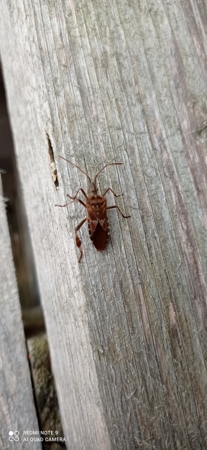 Leptoglossus occidentalis - nyugati levéllábú poloska Leptoglossus occidentalis - nyugati levéllábú poloska