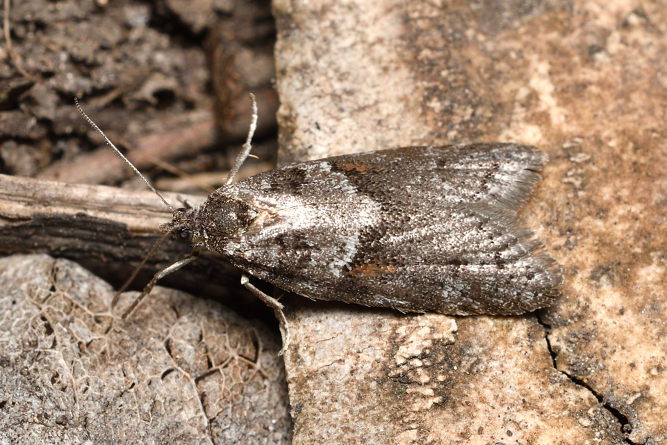 Tortricodes alternella - tavaszi sodrómoly