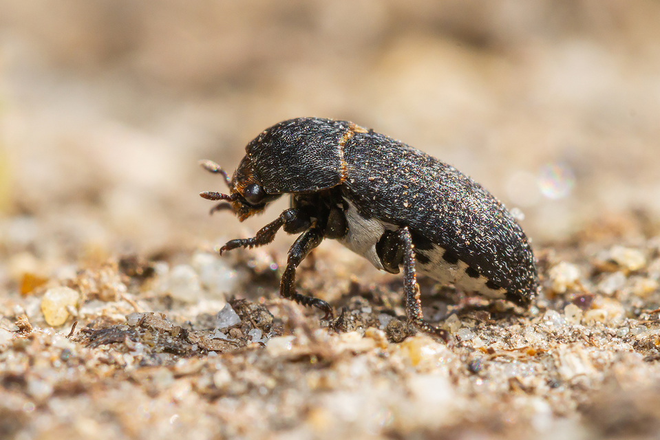 Dermestes laniarius - gyászos porva
