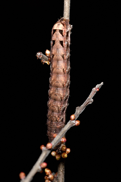 Epilecta linogrisea - karcsú sárgafűbagoly