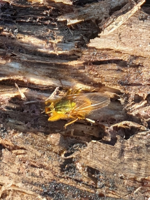 Scathophaga stercoraria - közönséges trágyalégy